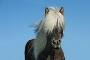 発毛サプリの効果に関する口コミはどれが信頼できる？