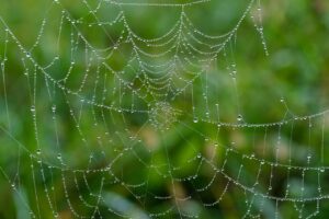 育毛美容液に含まれるボタニカル成分の効果とは？