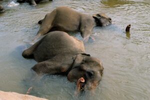 頭皮化粧水で夏の暑さをクールダウンする方法は？