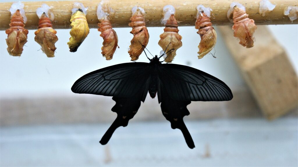 最新研究に基づく育毛サプリの効果をまとめて紹介しますか？