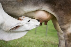 育毛サプリは授乳中でも安心して使えるのか？