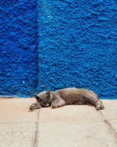 育毛に効果的なサプリを使って睡眠の質を向上させる方法は？